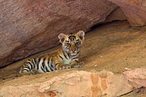 Bengal Tiger (Panthera tigris tigris) cub age 5 weeks at den. Bandhavgarh National Park, India.