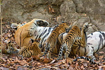 Bengal Tiger (Panthera tigris tigris) cubs age eight weeks, suckling. Bandhavgarh National Park, India.