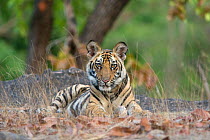 Bengal Tiger (Panthera tigris tigris) cub age 8 months. Bandhavgarh National Park, India. Endangered species