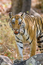 Bengal Tiger (Panthera tigris tigris) female with missing eye due to injury from fight with other female. Bandhavgarh National Park, India. Endangered species