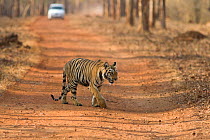 Bengal Tiger (Panthera tigris tigris) juvenile age 2 years old crossing the road. Tadoba Andheri Tiger Reserve, India. Endangered species