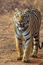 Bengal Tiger (Panthera tigris tigris) Tadoba Andheri Tiger Reserve, India. Endangered species