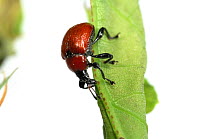 Oak Leaf Roller Beetle (Attelabus nitens) rolling leaf, Gohrde, Germany, May. (sequence 3/7)