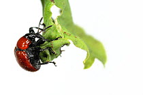 Oak Leaf Roller Beetle (Attelabus nitens) rolling leaf, Gohrde, Germany, May. (sequence 4/7)