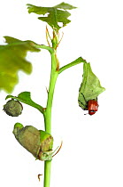 Oak Leaf Roller Beetle (Attelabus nitens) rolling leaf, Gohrde, Germany, May. (sequence 5/7)