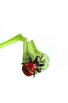 Oak Leaf Roller Beetle (Attelabus nitens) rolling leaf, Gohrde, Germany, May. (sequence 6/7)