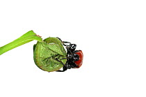 Oak Leaf Roller Beetle (Attelabus nitens) rolling leaf, Gohrde, Germany, May. (sequence 7/7)