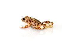 Majorcan midwife toad (Alytes muletensis) with eggs,  endemic to the rocky sandstone terrain of the Serra de Tramuntana in the northwest of Majorca, Spain, captive.