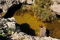 Dr. Jaime Bosch looking in pond in search of the Majorcan midwife toad (Alytes muletensis) endemic species to Majorca, Torrent de s'Esmorcador, Majorca, Spain, April 2009.