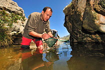 Dr. Jaime Bosch in search of the Majorcan midwife toad (Alytes muletensis). This pond is the habitat for the Majorcan midwife toad (Alytes muletensis) Torrent de s'Esmorcador, Majorca, Spain, April 20...