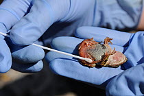 Scientist Susan Walker holding Majorcan midwife toad (Alytes muletensis) taking sample using cotton swab for testing for Chytridiomycosis disease. Torrent de s'Esmorcador, Majorca, Spain, April 2009.