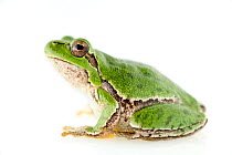 Sardinian tree frog or Tyrrhenian tree frog (Hyla sarda) captive from Sardinia, Italy, April.