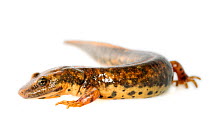 Sardinian brook salamander or Sardinian mountain newt (Euproctus platycephalus) captive from, Sardinia, Italy, April.