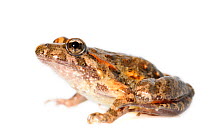 Tyrrhenian Painted Frog (Discoglossus sardus) captive from Sardinia, Italy, April.