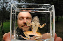 Dr. Trent Garner holding a chytrid-infected Tyrrhenian Painted Frog (Discoglossus sardus), Sardinia, Italy, April 2009.