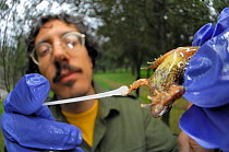 Scientist Marco Favelli holding Tyrrhenian Painted Frog (Discoglossus sardus) taking samples for Chytridiomycosis disease testing from frog skin using a cotton swab. Sardinia, Italy, April 2009.