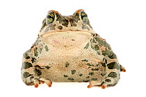 Green toads (Bufo viridis) captive, from Lake Coghinas an artificial lake, in northern Sardinia, Italy, April 2009.