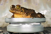 [captive] Green toads (Bufo viridis) on scale, Lake Coghinas ( Lago di Coghinas) is an artificial lake, in northern Sardinia, Italy