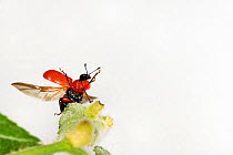 Hazel Leaf-roller Weevil (Apoderus coryli) taking off from leaf, Westensee, Germany, June. Captive.