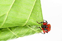 Hazel Leaf-roller Weevil (Apoderus coryli) rolling leaf, Westensee, Germany, June. Captive. (Sequence 3/7)