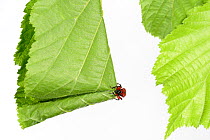 Hazel Leaf-roller Weevil (Apoderus coryli) rolling leaf, Westensee, Germany, June. Captive. (Sequence 4/7)