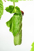 Hazel Leaf-roller Weevil (Apoderus coryli) rolling leaf, Westensee, Germany, June, captive (Sequence 7/7)