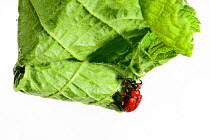 Hazel Leaf-roller Weevil (Apoderus coryli) rolling leaf, Westensee, Germany, June, captive (Sequence 5/7)