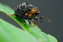 Weevil (Cionus tuberculosus) on leaf, Burgwald, Germany, June.