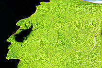Birch leaf-roller (Deporaus betulae) silhouette seen through leaf, Niedersachsische Elbtalaue Biosphere Reserve, Lower Saxonian Elbe Valley, Germany, June. (sequence 1/6)