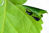 Birch leaf-roller beetles (Deporaus betulae) rolling leaf, Niedersachsische Elbtalaue Biosphere Reserve, Lower Saxonian Elbe Valley, Germany, June (sequence 3/6)