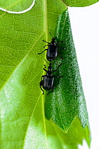 Birch leaf-roller beetles (Deporaus betulae) rolling leaf, Niedersachsische Elbtalaue Biosphere Reserve, Lower Saxonian Elbe Valley, Germany, June (sequence 4/6)