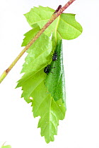Birch leaf-roller beetles (Deporaus betulae) rolling leaf, Niedersachsische Elbtalaue Biosphere Reserve, Lower Saxonian Elbe Valley, Germany, June (sequence 5/6)