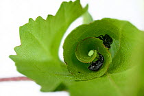 Birch leaf-roller beetles (Deporaus betulae) rolling leaf, Niedersachsische Elbtalaue Biosphere Reserve, Lower Saxonian Elbe Valley, Germany, June (sequence 6/6)
