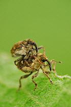 Small Nettle Weevils (Nedyus quadrimaculatus) mating, Niedersachsische Elbtalaue Biosphere Reserve, Lower Saxonian Elbe Valley, Germany