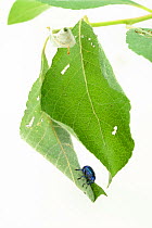 Weevil (Byctiscus betulae) rolling leaf, Niedersachsische Elbtalaue Biosphere Reserve, Lower Saxonian Elbe Valley, Germany. June.