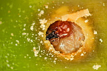 Acorn weevil (Curculio glandium) larva in acorn, Niedersachsische Elbtalaue Biosphere Reserve, Lower Saxonian Elbe Valley, Germany, September.