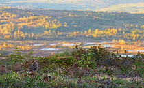 Great snipe (Gallinago media) in habitat, Norway, June.