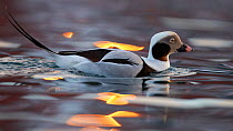 Male Long tailed duck (Clangula hyemalis) on water, Batsfjord, Norway, March.