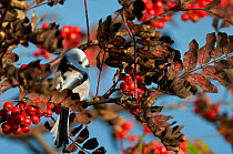 Long-tailed tit (Aegithalos caudatus) perched on twig, Uto, Finland, October.