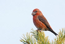 Male Parrot crossbill (Loxia pytyopsittacus) perched, Uto, Finland, November.