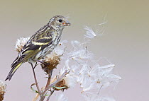 Siskin (Carduelis spinus) perched on thistle seed head, Uto, Finland, August.