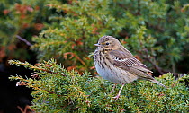Tree pipit (Anthus trivialis) on branch, Uto, Finland, May.