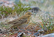 Tree pipit (Anthus trivialis) on ground, Uto, Finland, May.