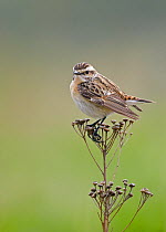 Female Whinchat (Saxicola rubetra) perched on seed head, Uto, Finland, May.