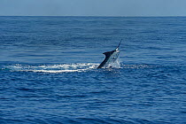 Pacific blue marlin (Makaira nigricans) jumping while hooked up during the Hawaii International Billfish Tournament, Kailua Kona, Hawaii.