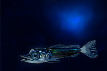 Planktonic larva of Pacific blue marlin (Makaira nigricans) Kona, Hawaii, USA. Digital composite.