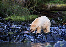 Kermode Bear (Ursus americanus kermodei) with pink salmon in its claws and mouth, Great Bear Rainforest, British Columbia, Canada.