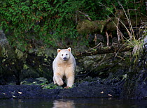 Kermode Bear (Ursus americanus kermodei) looking at camera, Great Bear Rainforest, British Columbia, Canada.