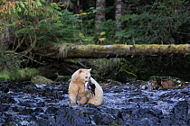 Kermode Bear (Ursus americanus kermodei) with fish in mouth, Great Bear Rainforest, British Columbia, Canada.
