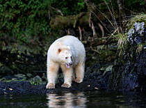 Kermode Bear (Ursus americanus kermodei) female looking for fish, Great Bear Rainforest, British Columbia, Canada.